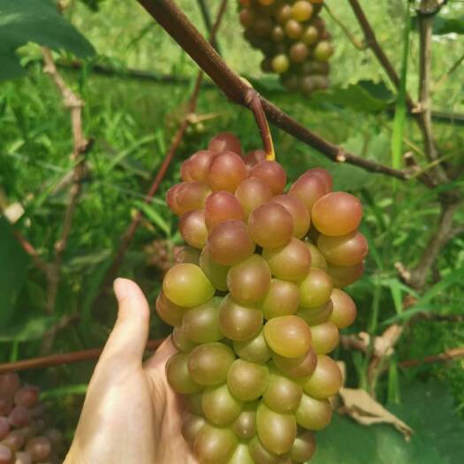 松桃县茉莉香葡萄