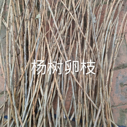 无棣县金蝉卵枝金蝉幼苗杨树卵枝知了猴卵枝