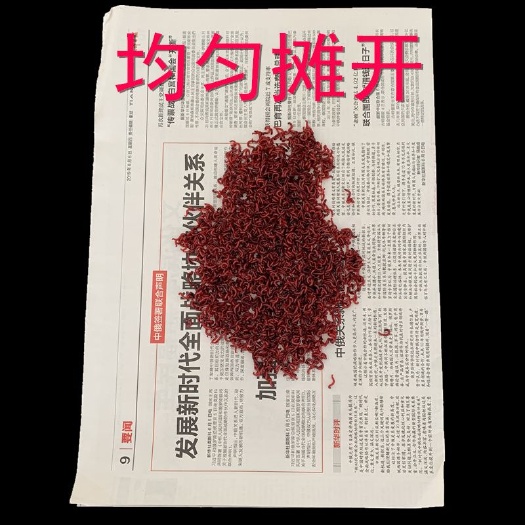 天津鲜活红虫特大号 鱼虫  公虫  母虫