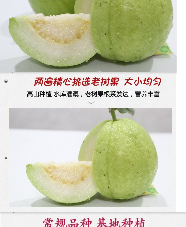 广西现摘白心芭乐番石榴 新鲜热带当季5斤装