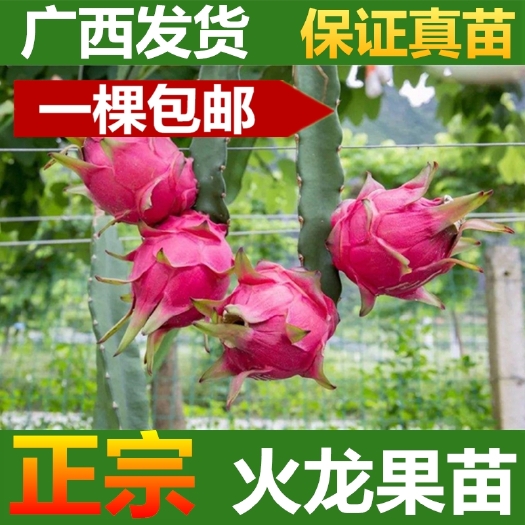 灵山县火龙果，燕窝火龙，红龙，大青龙，黄龙各种火龙果苗都