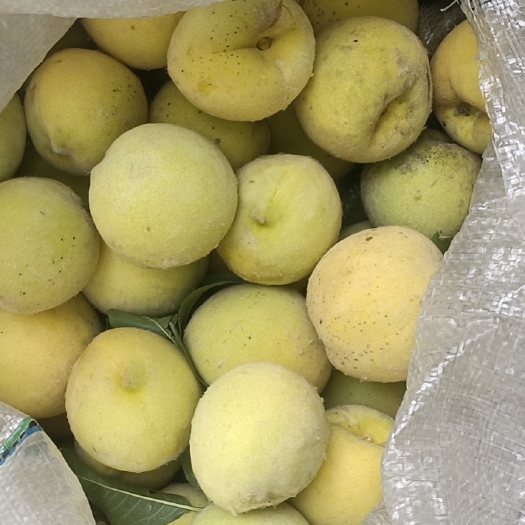 沂水县金皇后黄桃