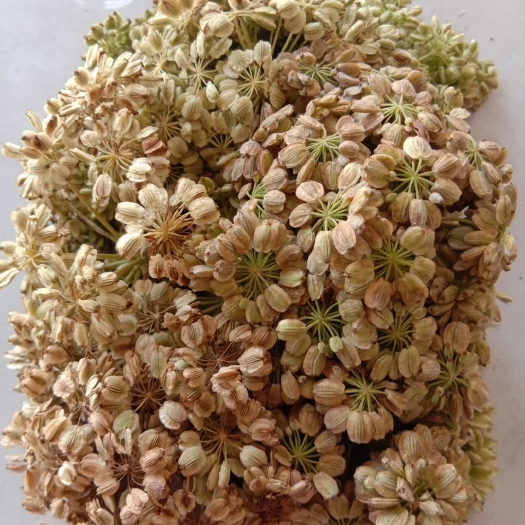 亳州白芷种子