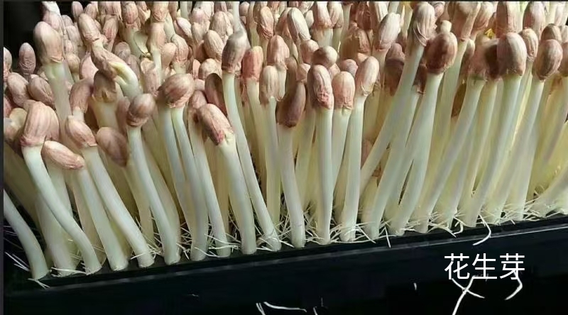 潍坊绿色水培花生芽