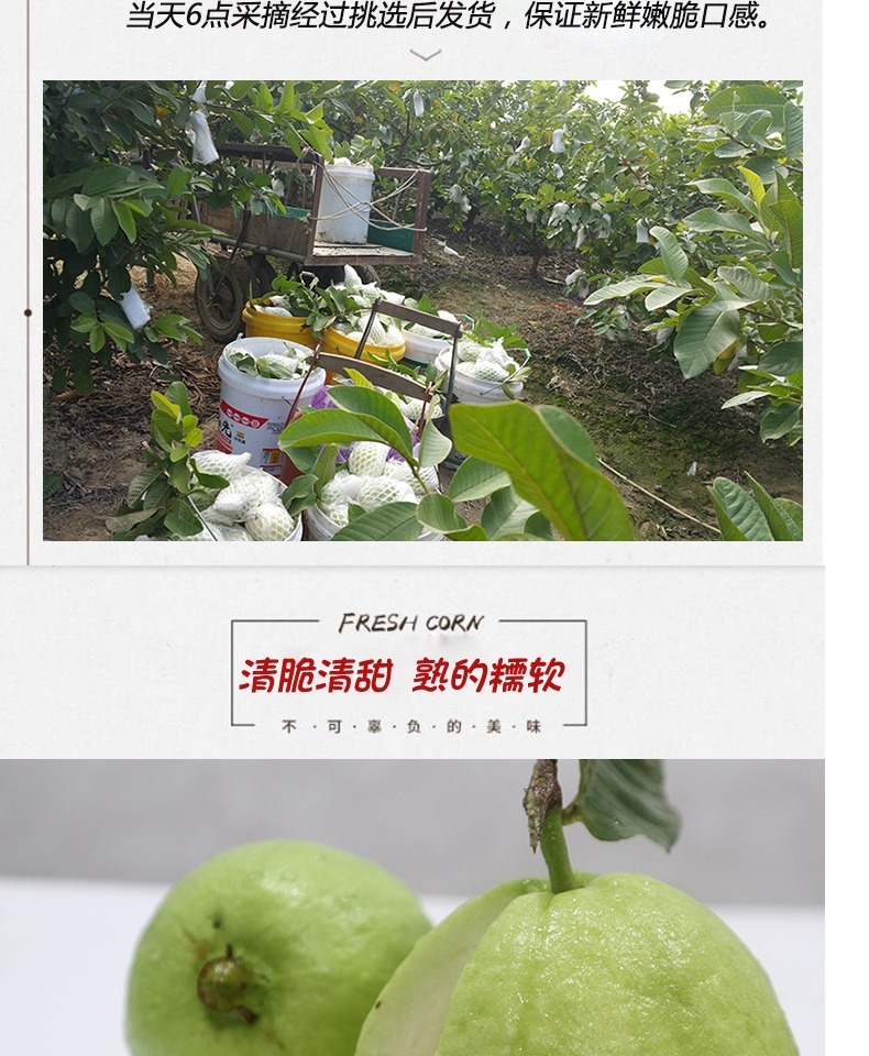广西现摘白心芭乐番石榴 新鲜热带当季5斤装