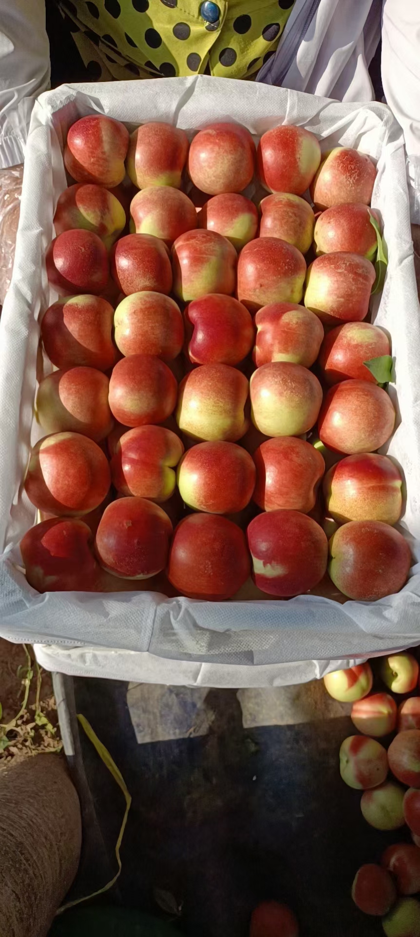 珍珠枣油桃，口感脆甜爽口