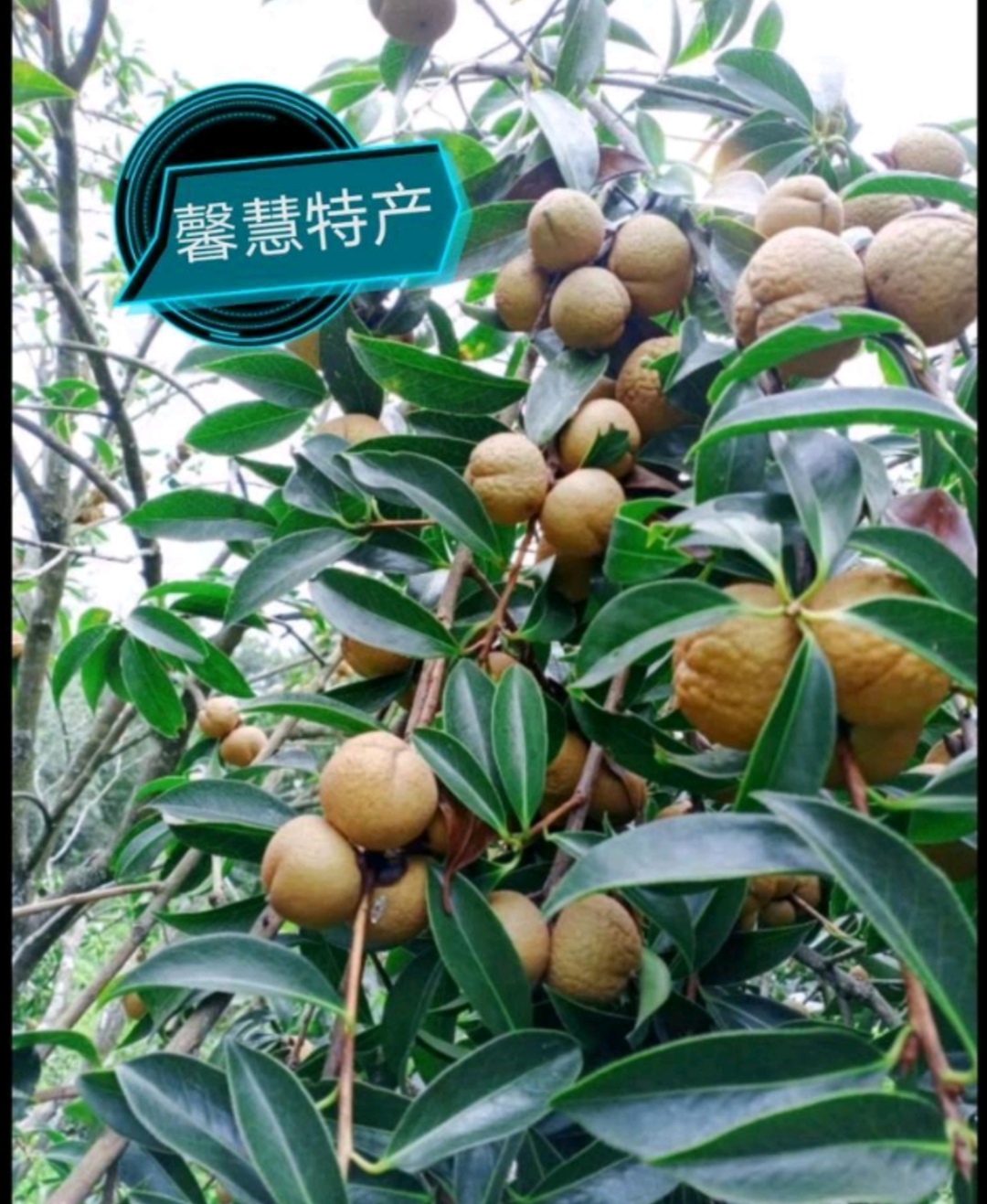 野生山茶花果，红花茶果，油茶籽果，大量供应