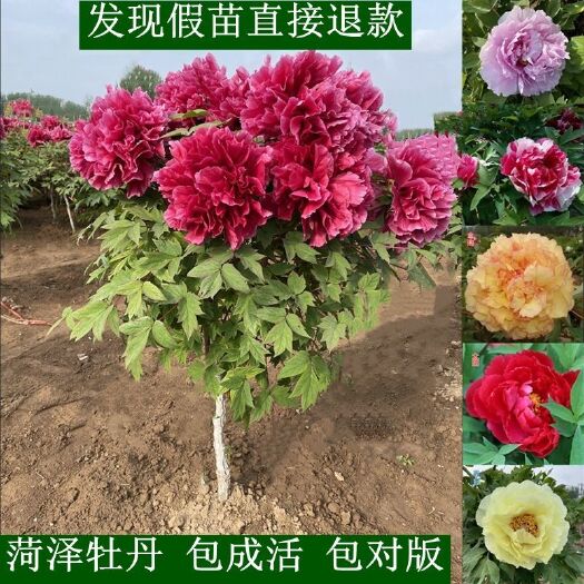 平邑县菏泽独杆牡丹树红牡丹园艺树苗室外大树桩重瓣观赏别墅花卉带土球