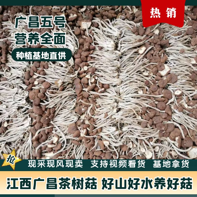 广昌县广昌5号茶树菇  茶树菇大量有现货，种植基直接发货