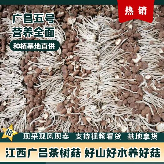 广昌县广昌5号茶树菇  茶树菇大量有现货，种植基直接发货