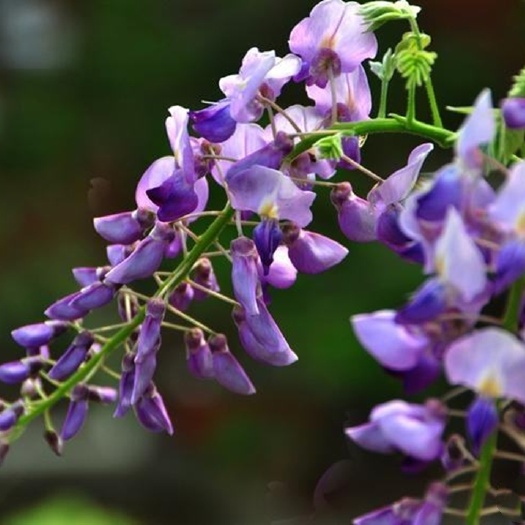 亳州葛花 酒前酒后茶无硫干净无杂质 泡酒 大量供应一件代发