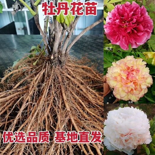 平邑县牡丹花苗洛阳观赏牡丹重瓣花盆栽地栽绿植耐寒易活富贵花基地