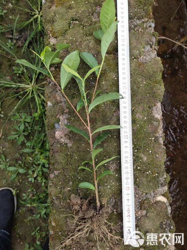 茶树苗 茶苗批发四川基地品种齐全福鼎大白茶4号茶中茶川茶