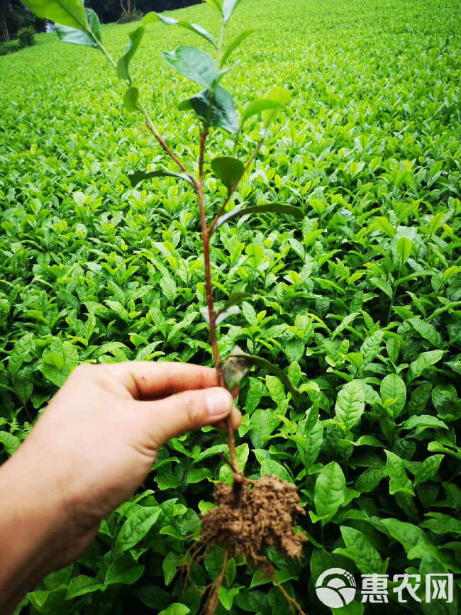 茶树苗 茶苗批发四川基地品种齐全福鼎大白茶4号茶中茶川茶