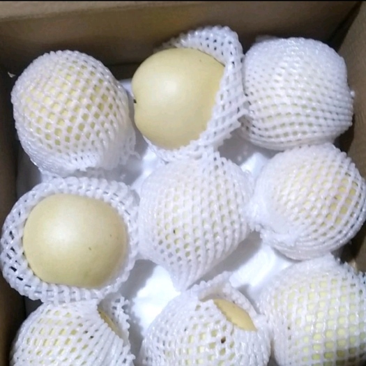 温县皇冠梨