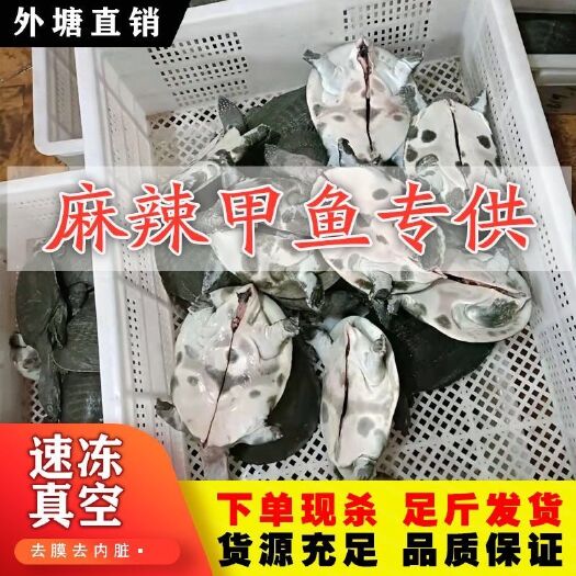 广州现抓现杀卤麻辣老鳖足斤甲鱼苗生鲜宰杀真空包装冷冻新鲜