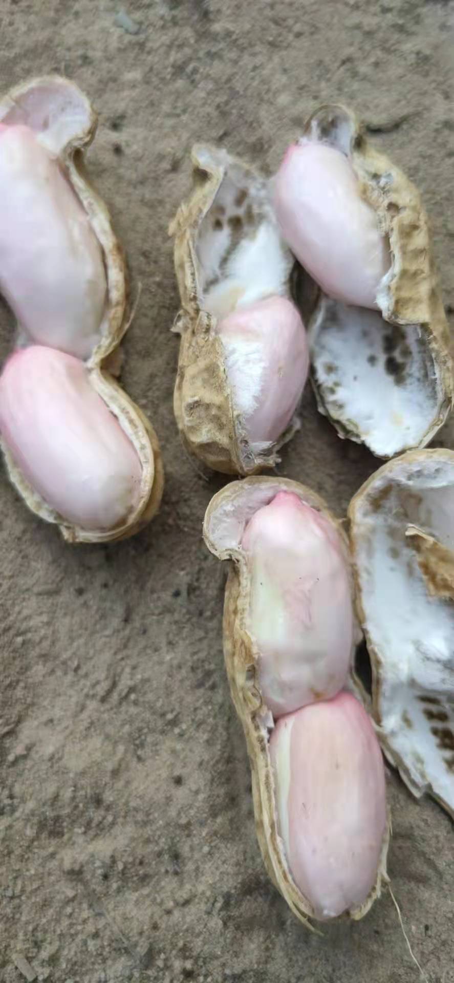 鲁花八号大量上市中，