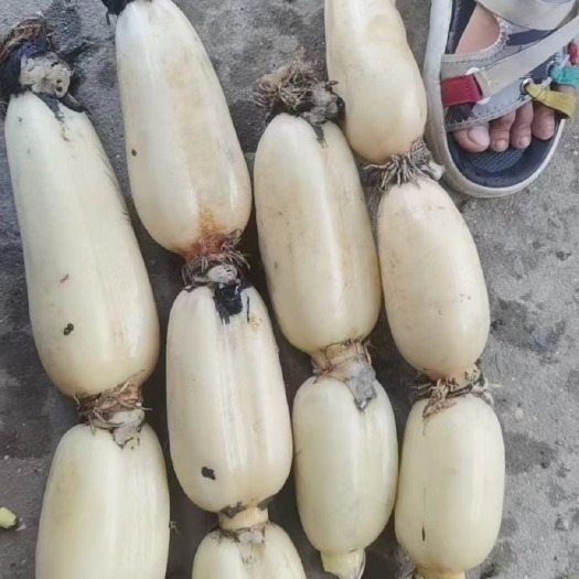 大量供应优质莲藕，无巴无小藕，欢迎订购。