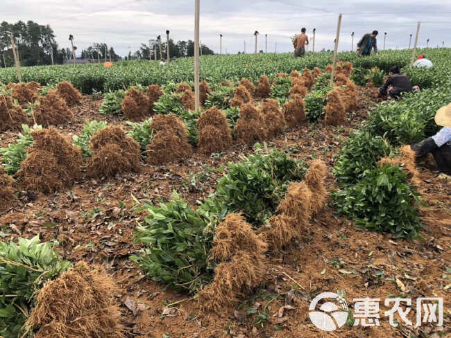 茶树苗 茶苗批发四川基地品种齐全福鼎大白茶4号茶中茶川茶