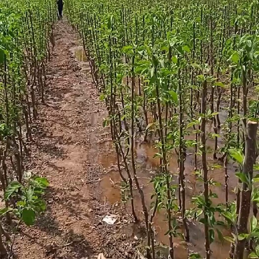 顺平县苹果树苗，红富士，王林，斗南，玉冠，等多个品种。
