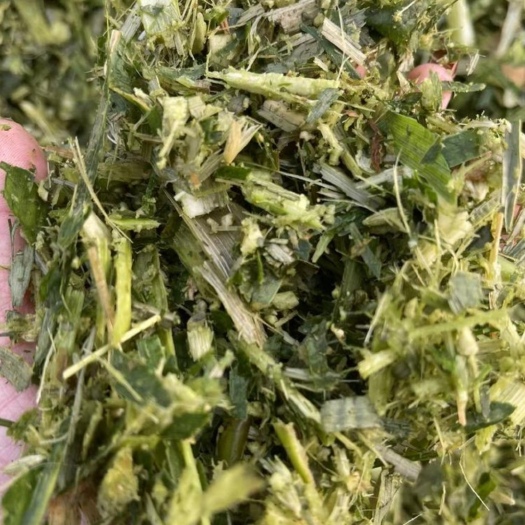 魏县5000吨玉米秸秆黄储，保证质量。
