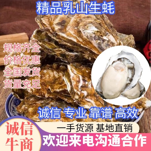 乳山市三倍体生蚝 乳山生蚝批发原产地直发