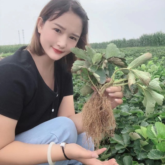泰安章姬草莓苗   奶油草莓苗  甜宝草莓苗  牛奶草莓苗
