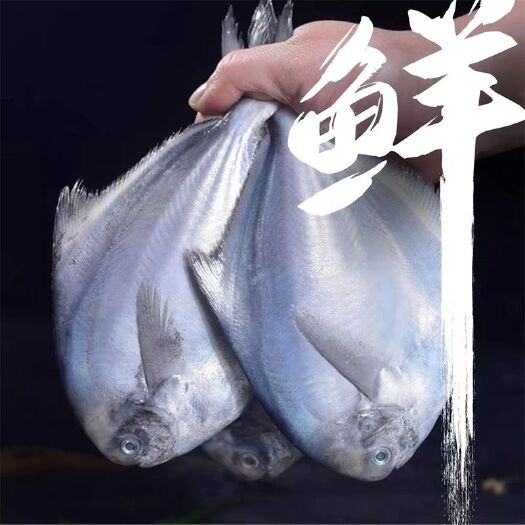 连云港海捕银鲳鱼舟山新鲜白鲳鱼扁鱼平鱼海鱼海鲜水产批发整箱
