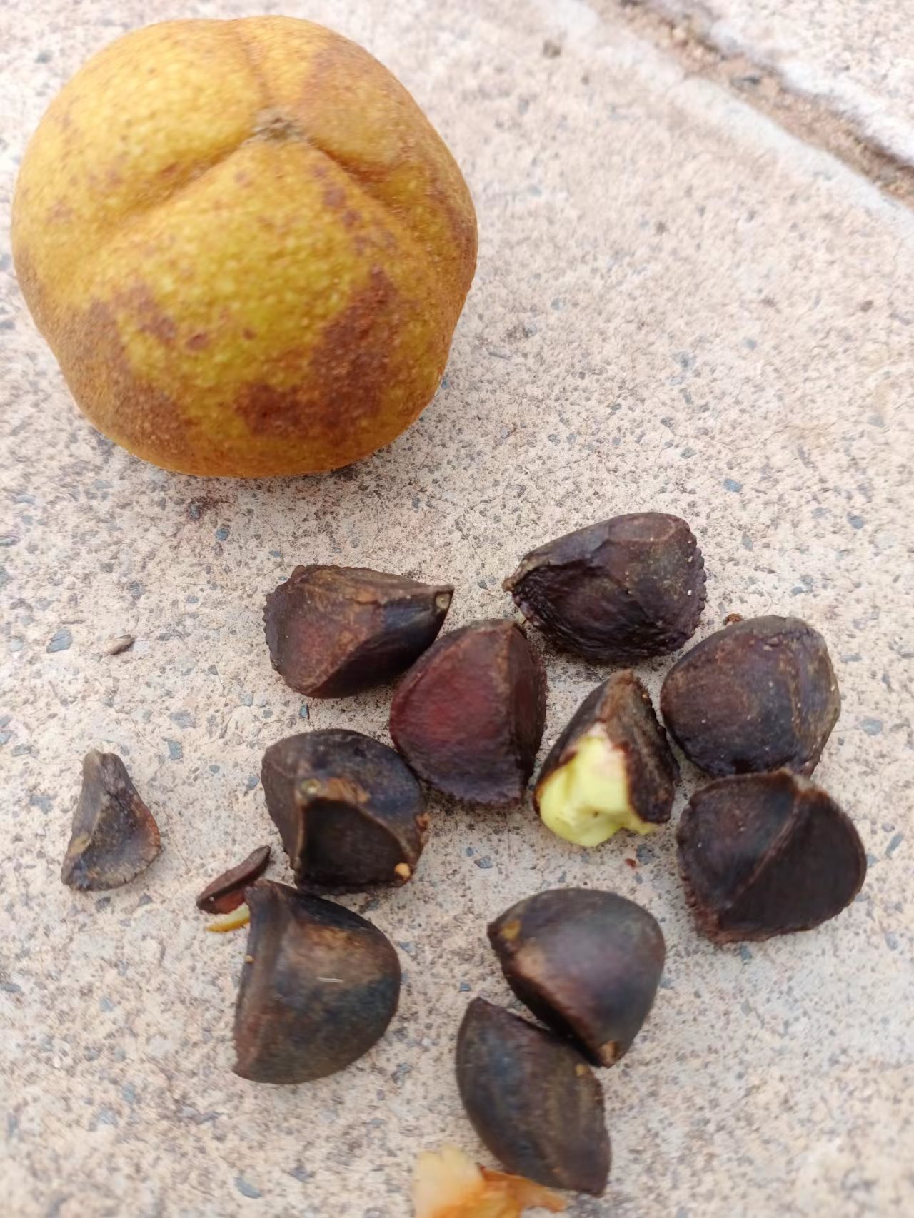 野生山茶花果，红花茶果，油茶籽果，大量供应