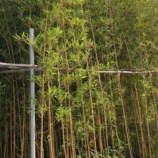 佛山黄金碧间玉竹
