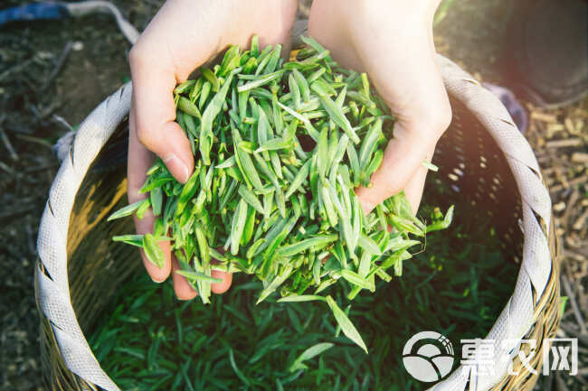 茶树苗 茶苗批发四川基地品种齐全福鼎大白茶4号茶中茶川茶