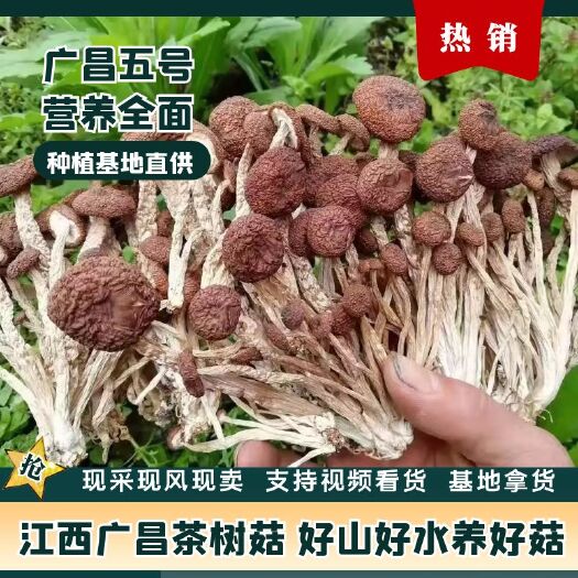 广昌县广昌5号茶树菇  5号茶树菇
