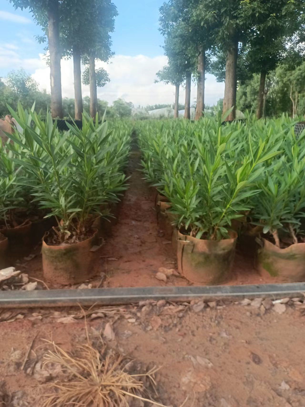 夹竹桃（精品）