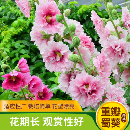 重瓣蜀葵花种子锦葵宿根多年生盆栽四季开花不断易活春季夏花卉籽