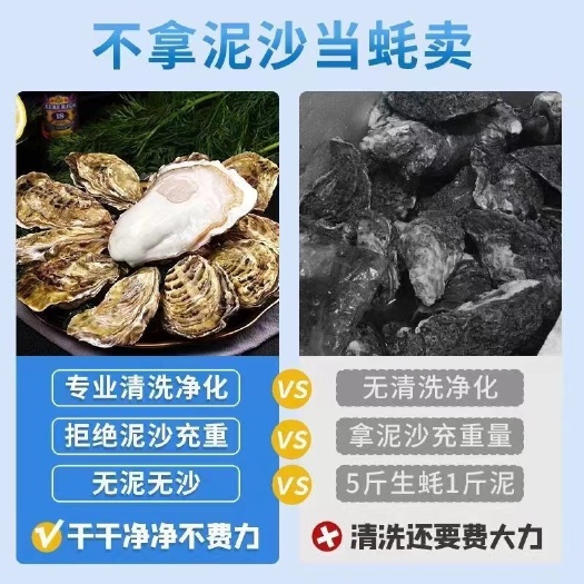 乳山市乳山二三四倍体生蚝养殖基地合作社，面向全国各地招代理商
