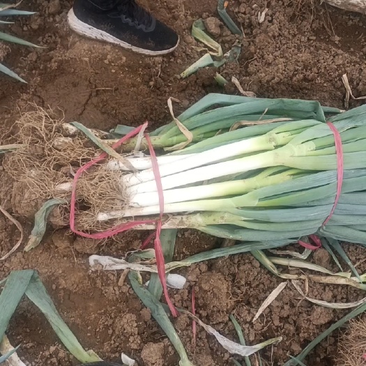 忻州铁杆大葱大量上市