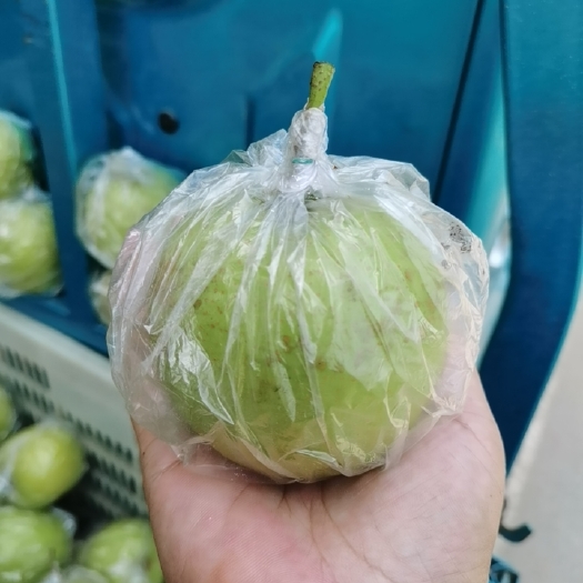 大名县皇冠梨