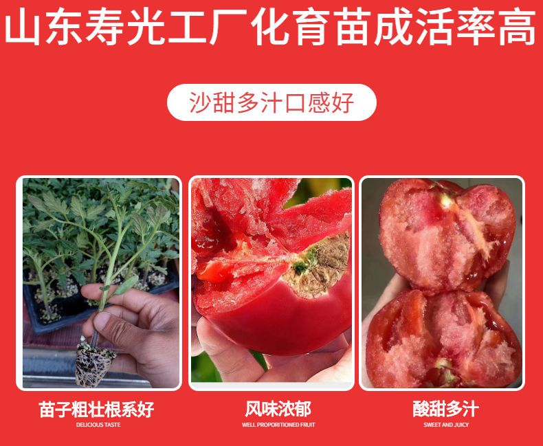 普羅旺斯種子，西紅柿種子，番茄種子，毛粉、老西紅柿品種