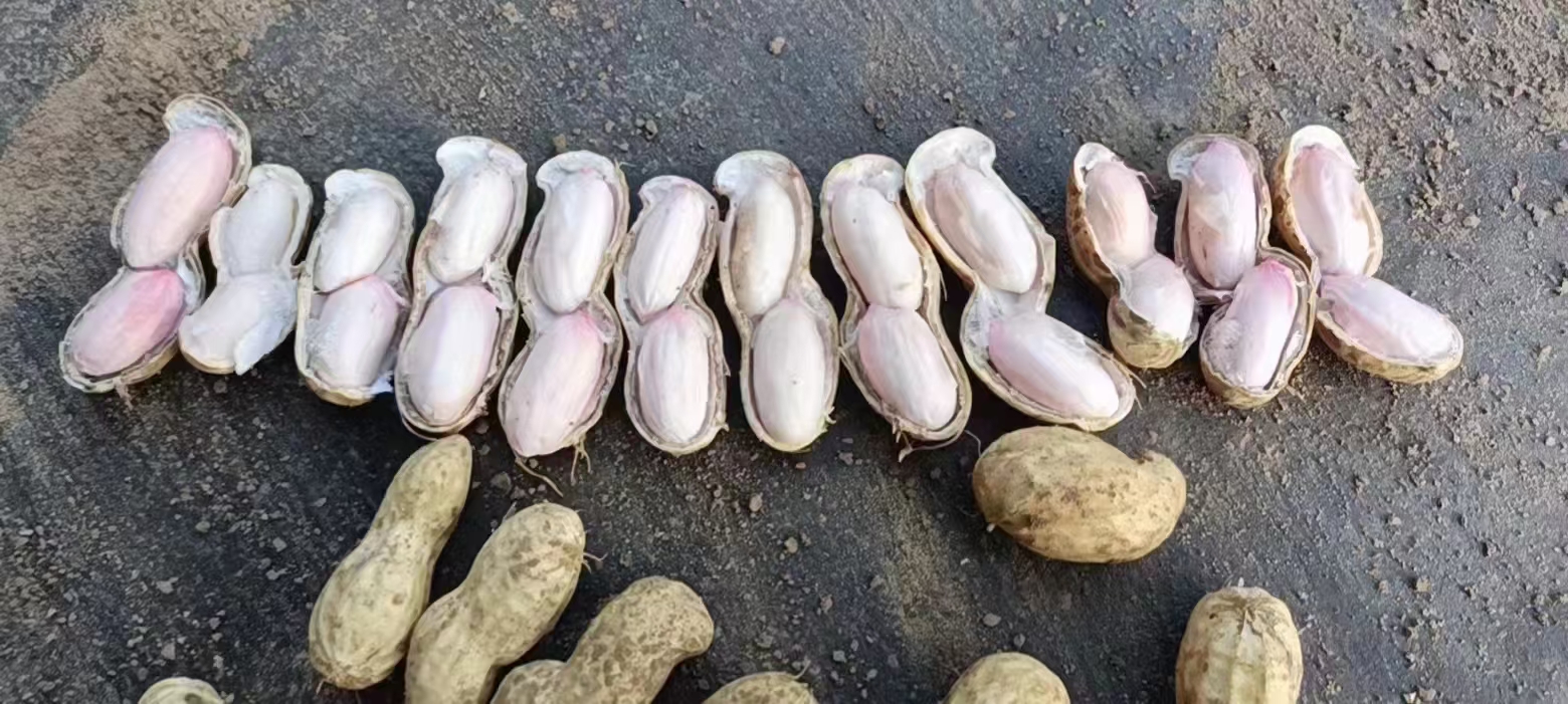 鲁花八号大量上市中，