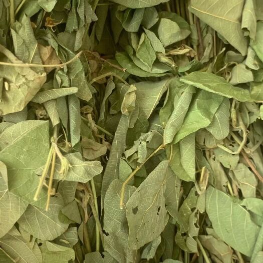 玉林长期供应｛狸尾草｝可批量可零售量大从优【包邮】