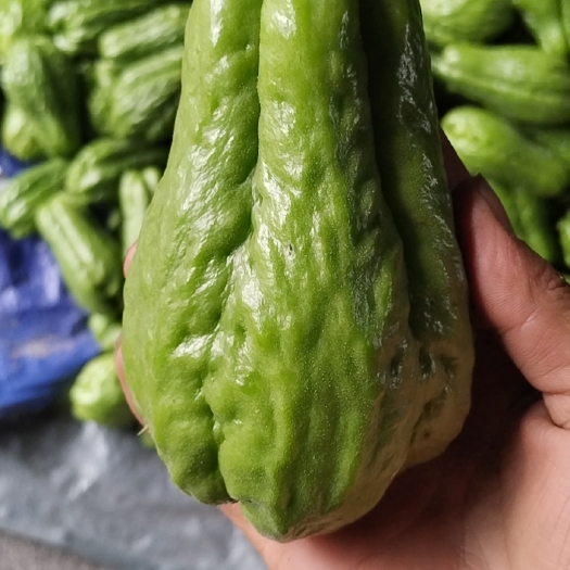 长顺县佛手瓜，来自贵州高山，方圆20公里无任何加工场，大自然的馈赠