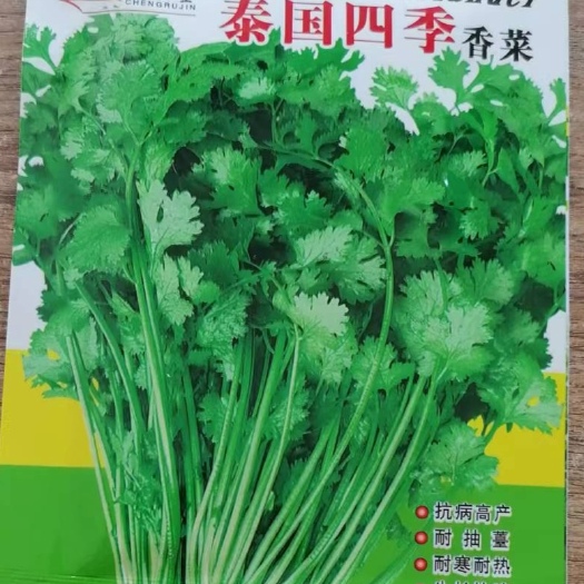 南宁香菜种子 大叶香菜 ，香味浓烈，合适基地，种植户，自家种植。