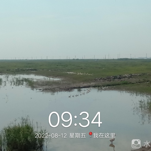 启东市纯散养老鹅