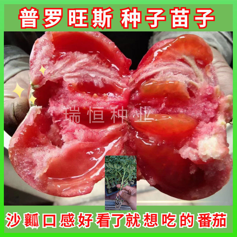 普羅旺斯種子，西紅柿種子，番茄種子，毛粉、老西紅柿品種