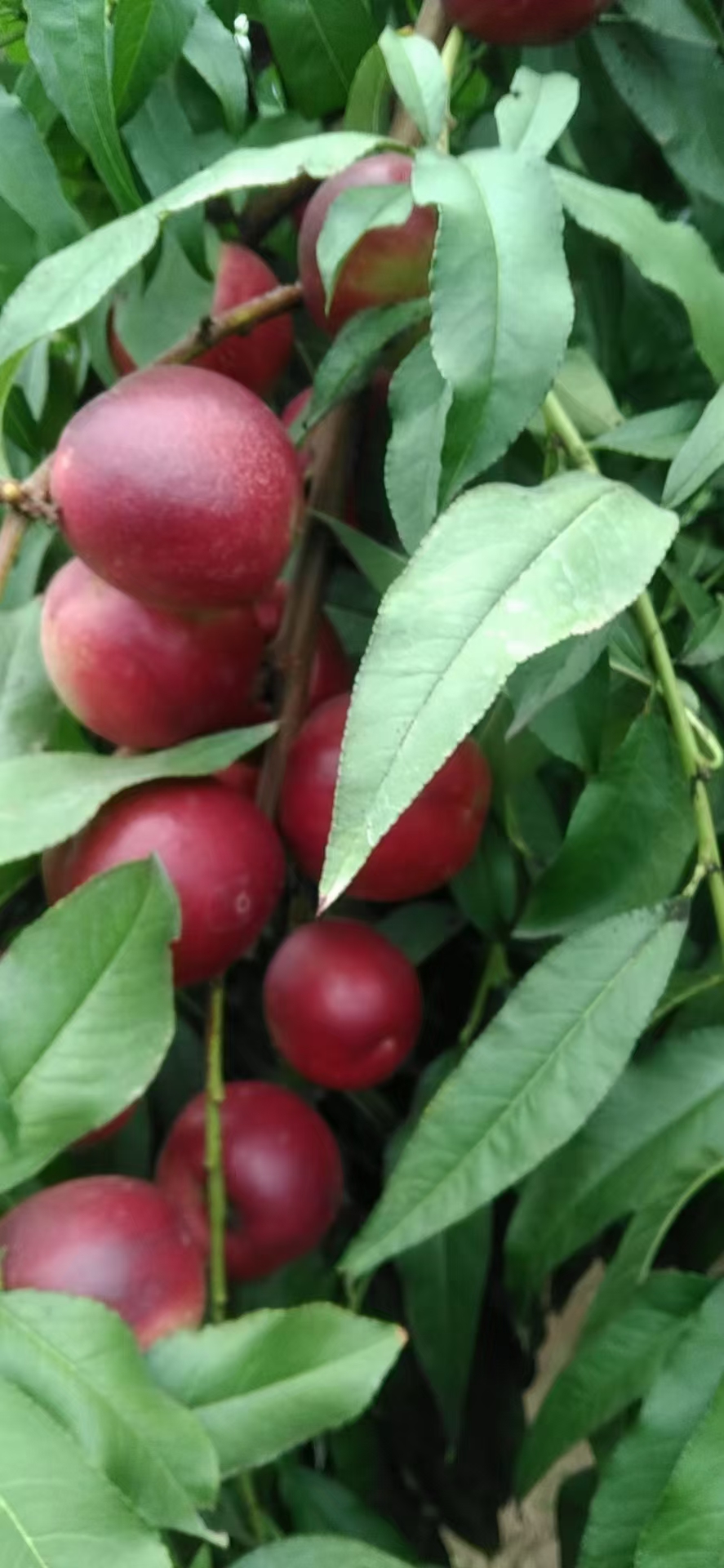 珍珠枣油桃，口感脆甜爽口