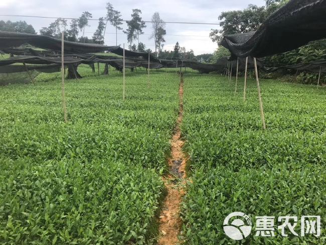 茶树苗 茶苗批发四川基地品种齐全福鼎大白茶4号茶中茶川茶