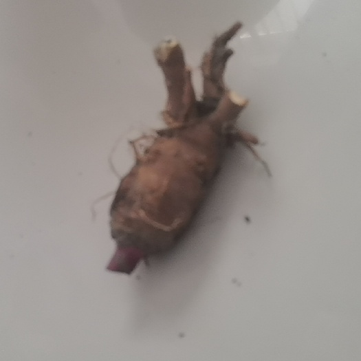 利辛县白芷鲜货出售