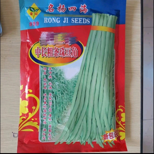 珠仔油白豆角种子 大肉甜豆角 厚肉好吃豆角 猪仔黑籽豇豆种