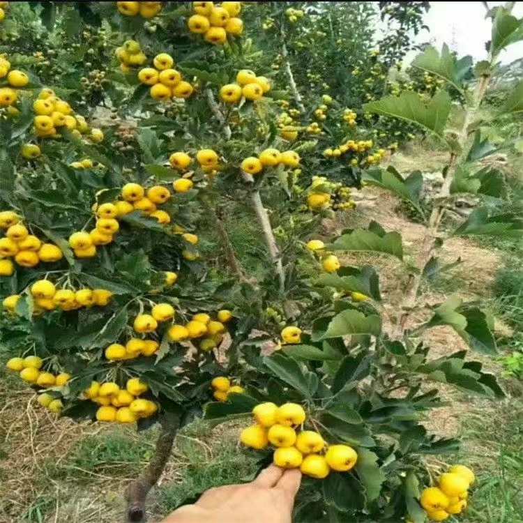 黄山楂苗黄金豆甜山楂树苗嫁接黄香蕉山楂苗山楂树包邮批发价