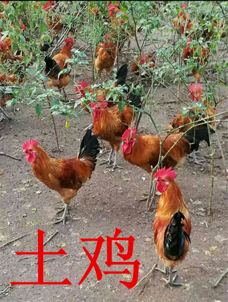广汉市精品土鸡，火爆上线